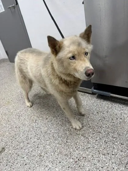 An adult large-sized female Siberian Husky dog named Kida for adoption in Gastonia, NC