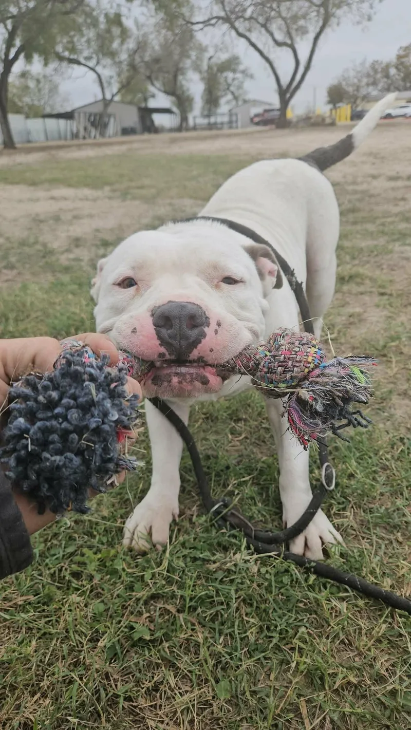 Atticus Jum thumbnail 3