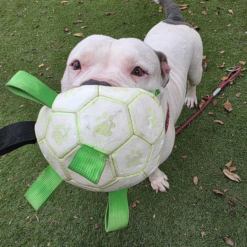 Atticus Jum thumbnail 4