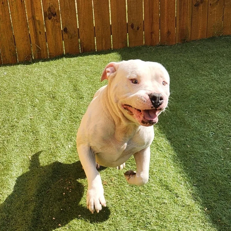 Atticus Jum thumbnail 5