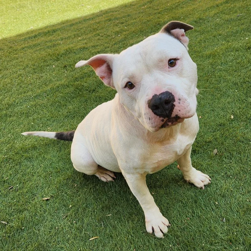 Atticus Jum thumbnail 6