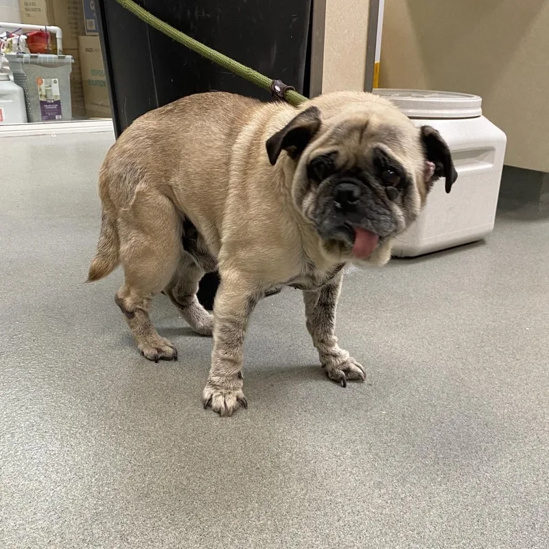 A senior small-sized male Yellow / Tan / Blond / Fawn Pug dog named Wagsstray for adoption in Westminster, CA