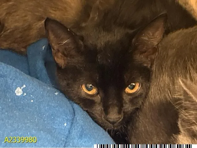 A baby small-sized female Domestic Short Hair cat named Nyx for adoption in West Palm Beach, FL