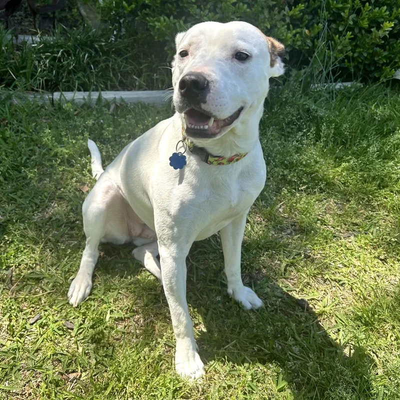 An adult medium-sized female White / Cream Terrier dog named Padme' U for adoption in Tupelo, MS