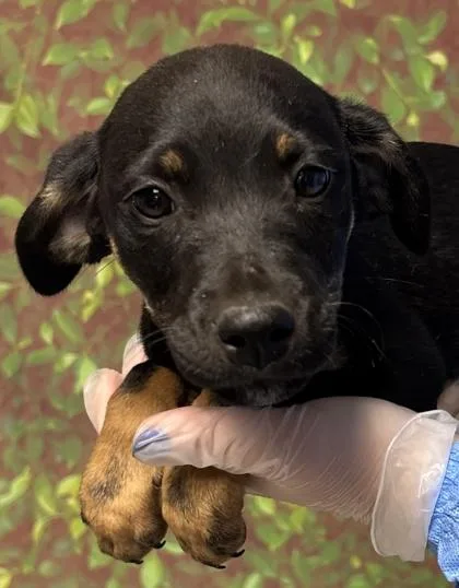 A young small-sized female Terrier dog named Atlanta for adoption in San Antonio, TX