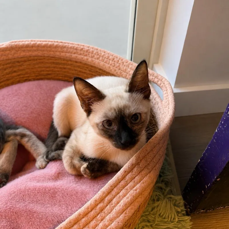 A baby small-sized female White Domestic Short Hair cat named Cosmo for adoption in Port Richey, FL