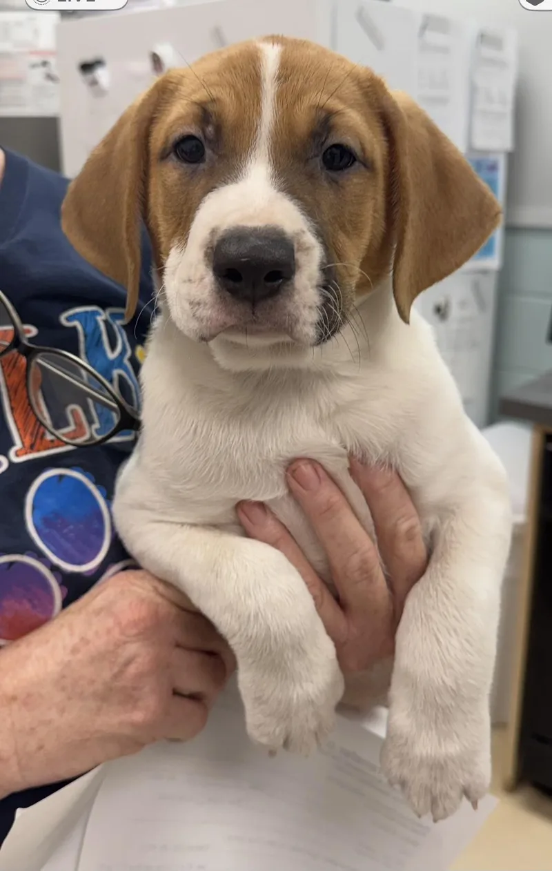 A baby large-sized male Golden Treeing Walker Coonhound dog named Finn for adoption in Sumter, SC