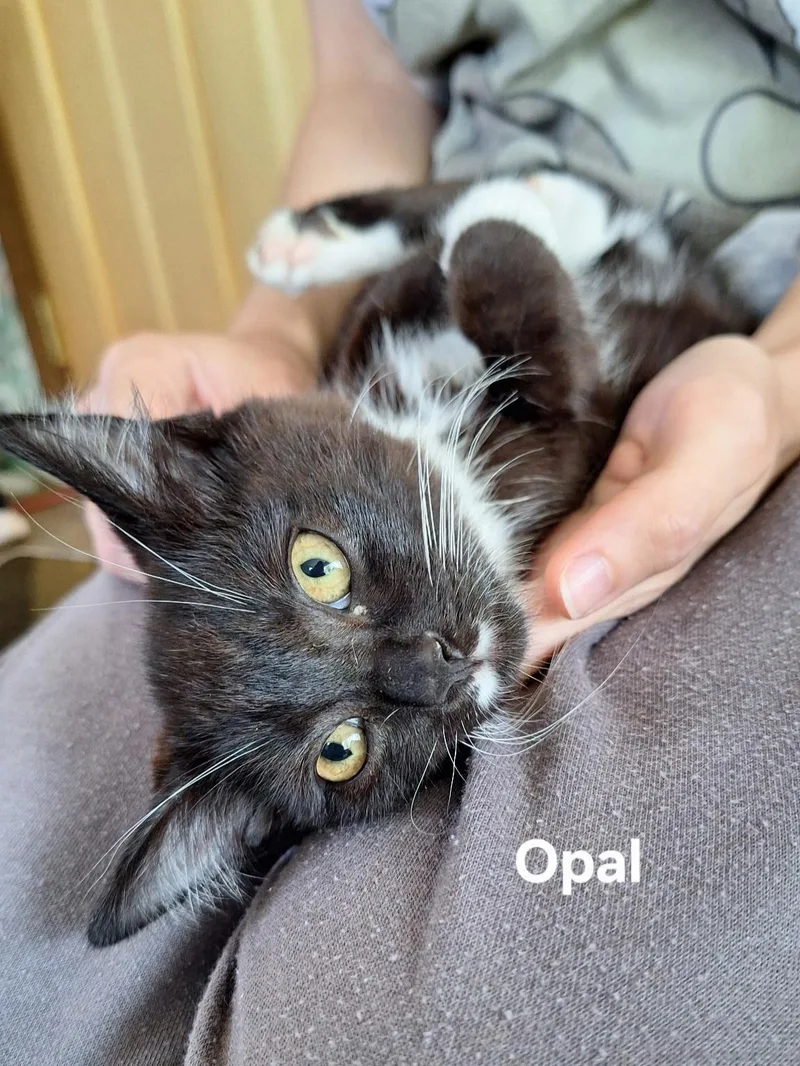 A baby medium-sized female Black & White / Tuxedo Domestic Short Hair cat named Opal for adoption in Chicopee, MA