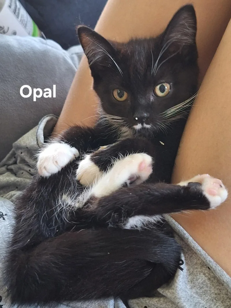 Opal thumbnail 3