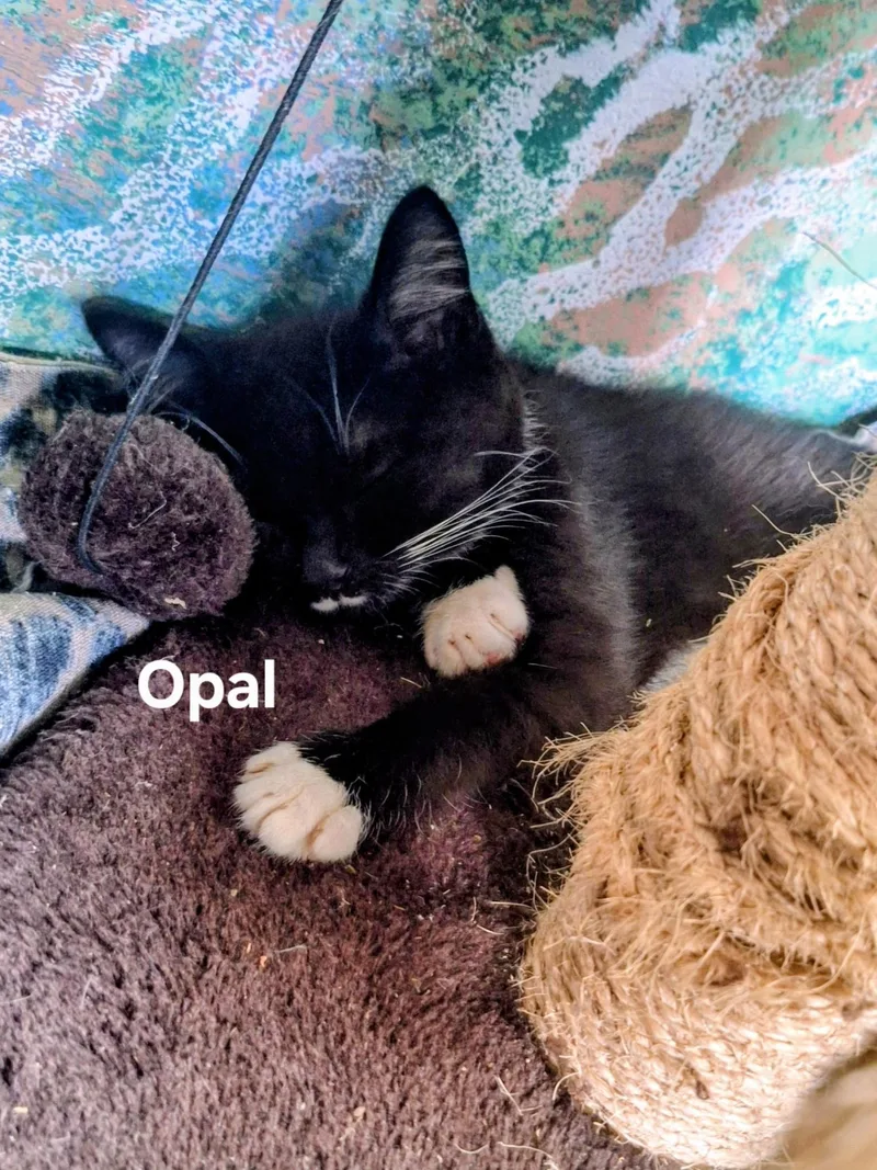 Opal thumbnail 4