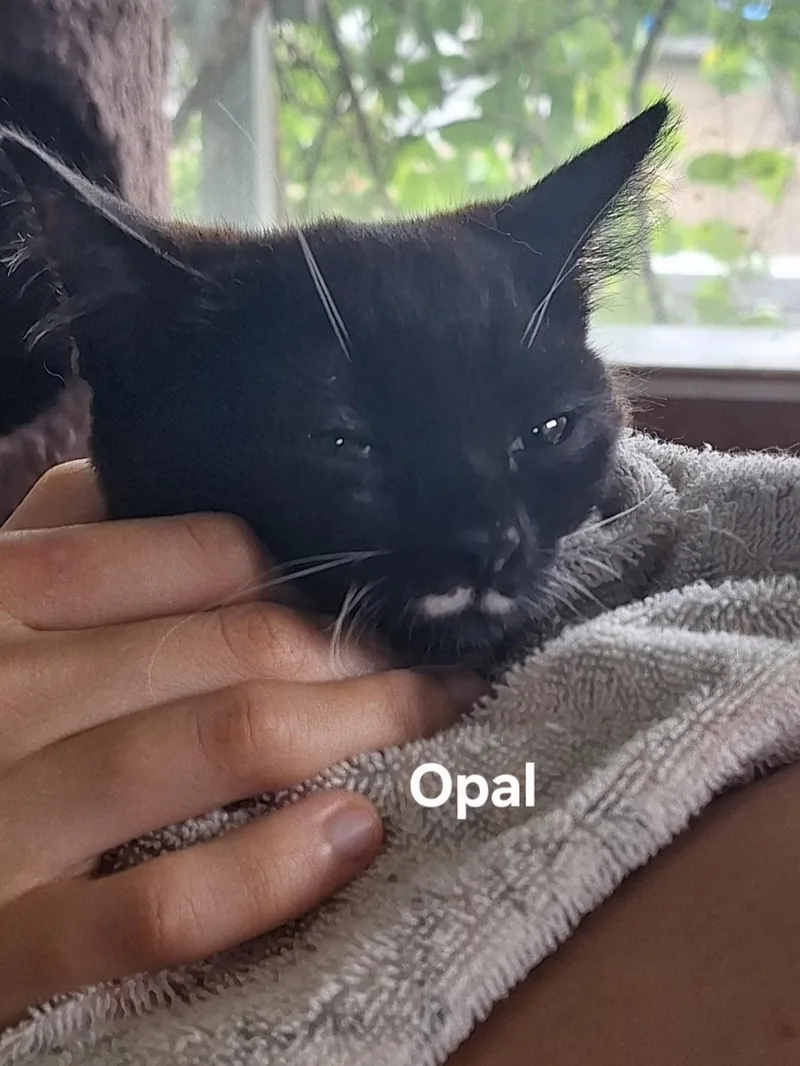 Opal thumbnail 5