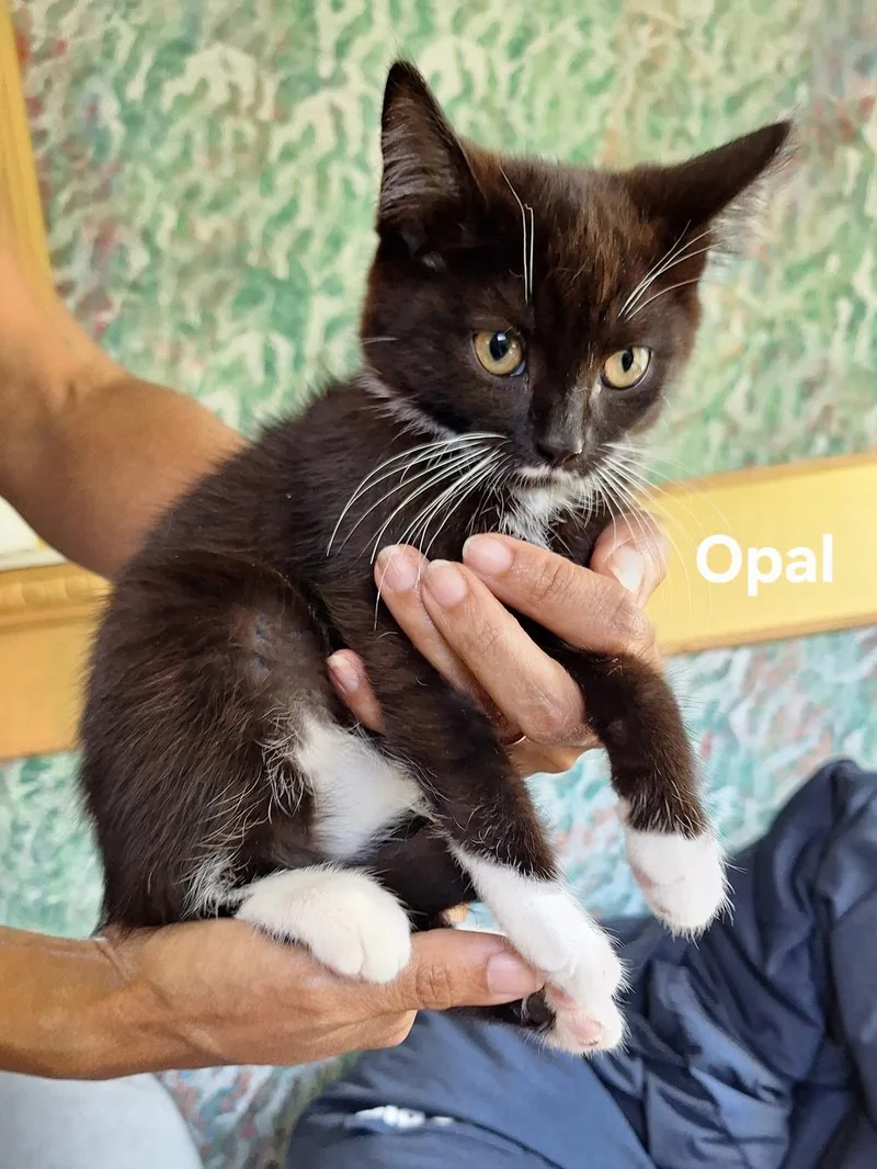 Opal thumbnail 6