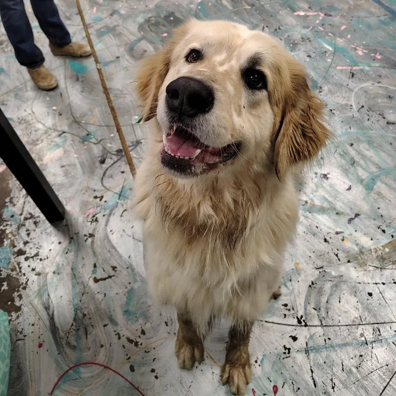An adult large-sized male White / Cream Great Pyrenees dog named Chevy for adoption in Coos Bay, OR