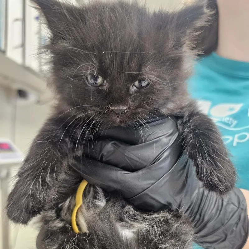 A baby small-sized female Black Domestic Medium Hair cat named Carmine for adoption in Evansville, IN