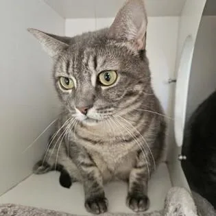 A young large-sized female Domestic Short Hair cat named Athena for adoption in Phoenixville, PA