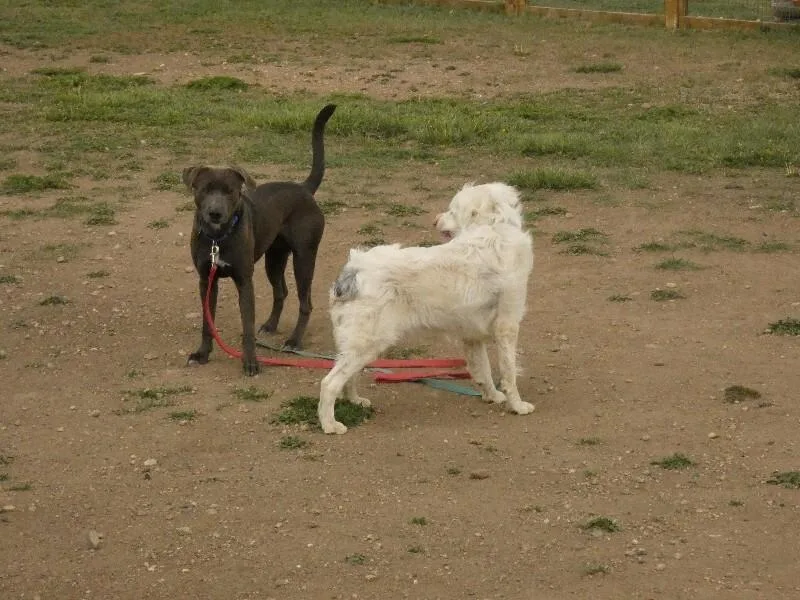 An adult medium-sized male Gray / Blue / Silver Retriever dog named Lincoln for adoption in Fort Collins, CO