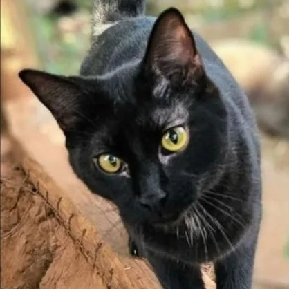 A young medium-sized female Black Domestic Short Hair cat named Scully for adoption in Warr Acres, OK