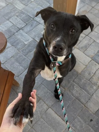 An adult large-sized female Pit Bull Terrier dog named Trinket for adoption in Atlanta, GA