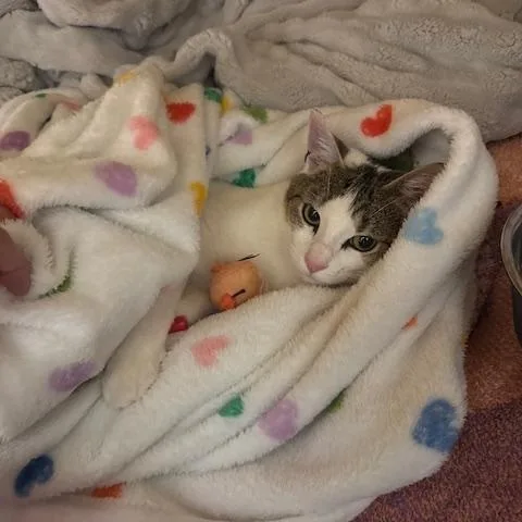 A young small-sized female Buff / Tan / Fawn Domestic Short Hair cat named Maggie for adoption in brooklyn, NY