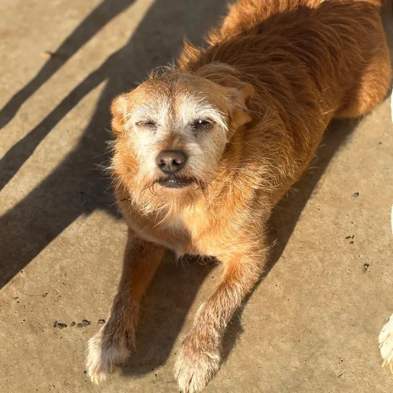 An adult small-sized female Yellow / Tan / Blond / Fawn Norfolk Terrier dog named Lucy for adoption in Chico, CA