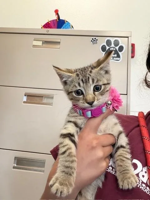 A baby small-sized female Domestic Short Hair cat named Zoe for adoption in Santa Maria, CA