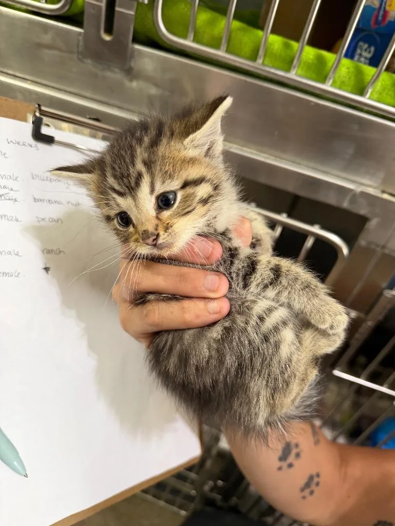 A baby medium-sized male Domestic Short Hair cat named ChicofilA for adoption in Pierceton, IN