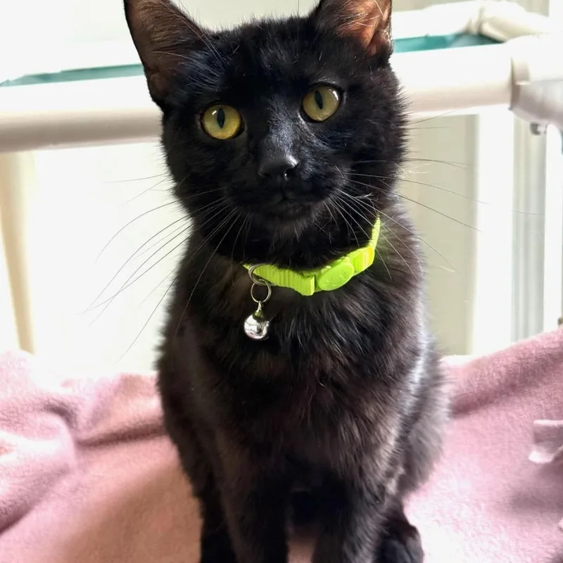 A young medium-sized female Black Domestic Short Hair cat named Libra for adoption in Greensburg, PA