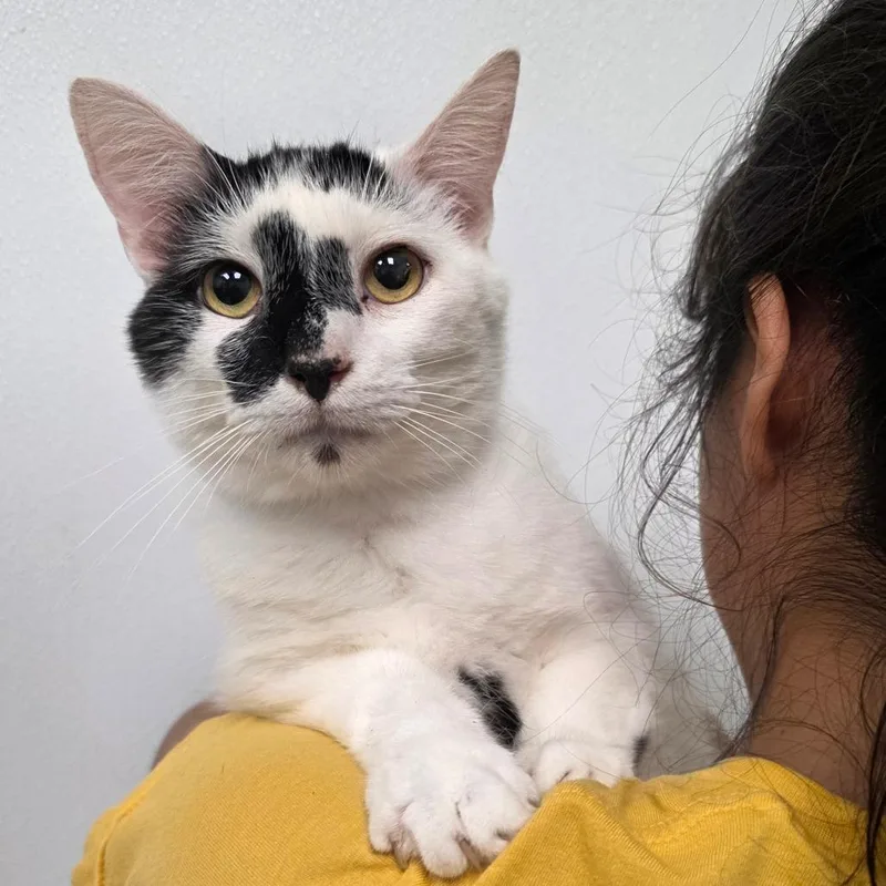 An adult large-sized male White Domestic Short Hair cat named Presley for adoption in Abilene, TX