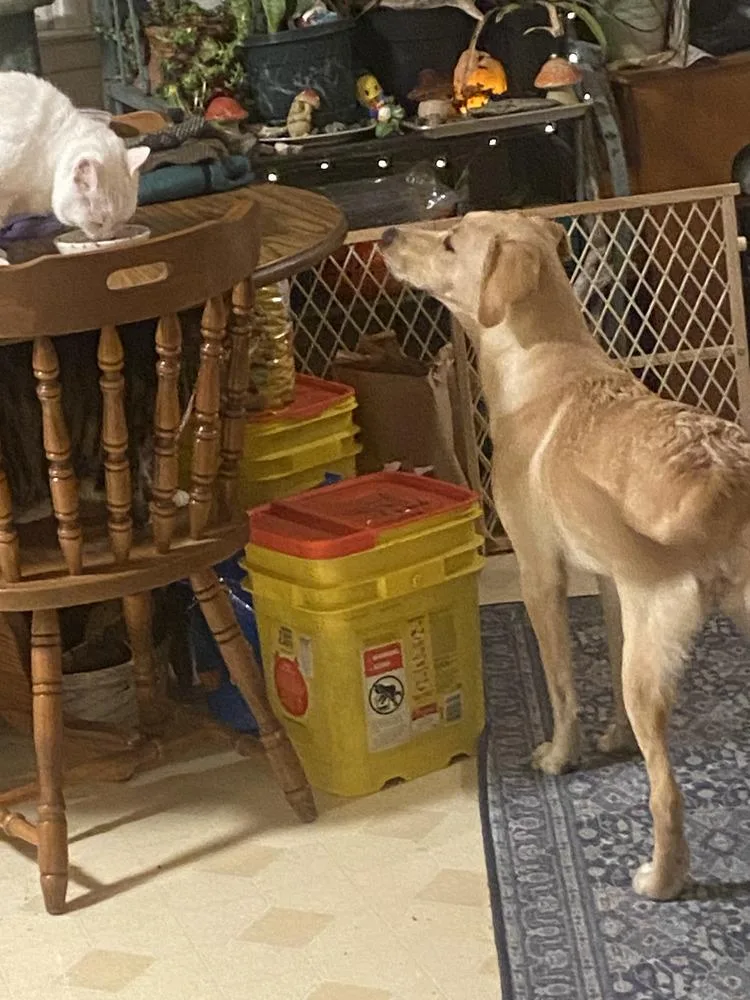 Cd : Comet thumbnail 2