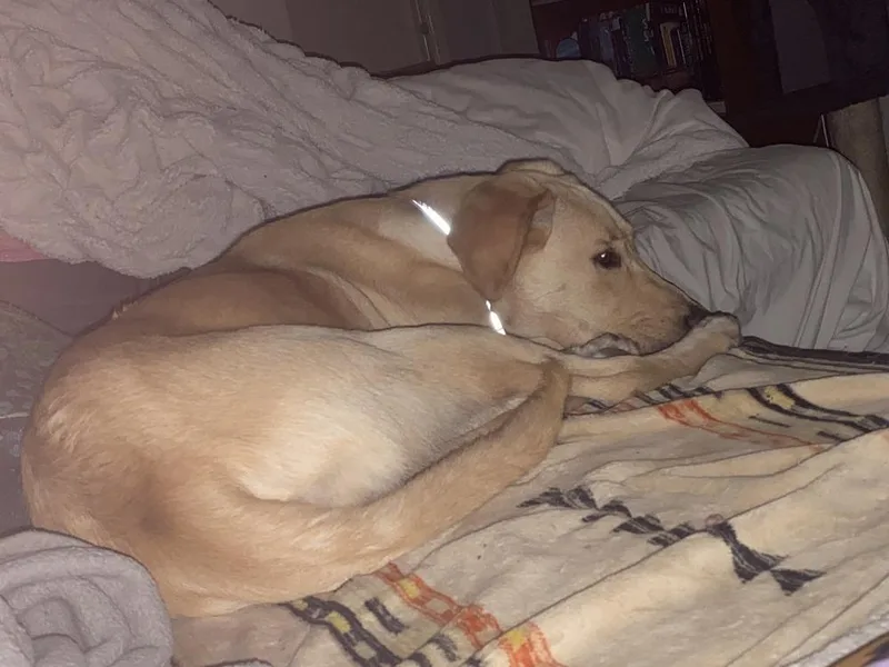 Cd : Comet thumbnail 3