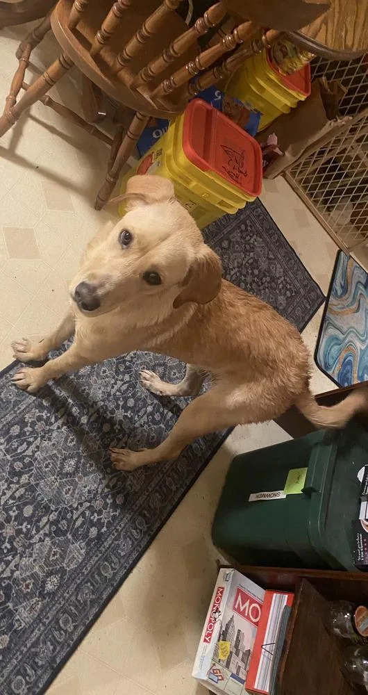 Cd : Comet thumbnail 4