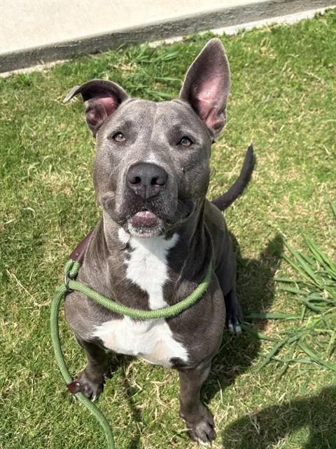 A young large-sized female American Staffordshire Terrier dog named Gypsy for adoption in Forney, TX