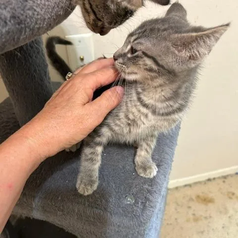 A baby small-sized male Gray / Blue / Silver Domestic Short Hair cat named Sulu for adoption in League City, TX