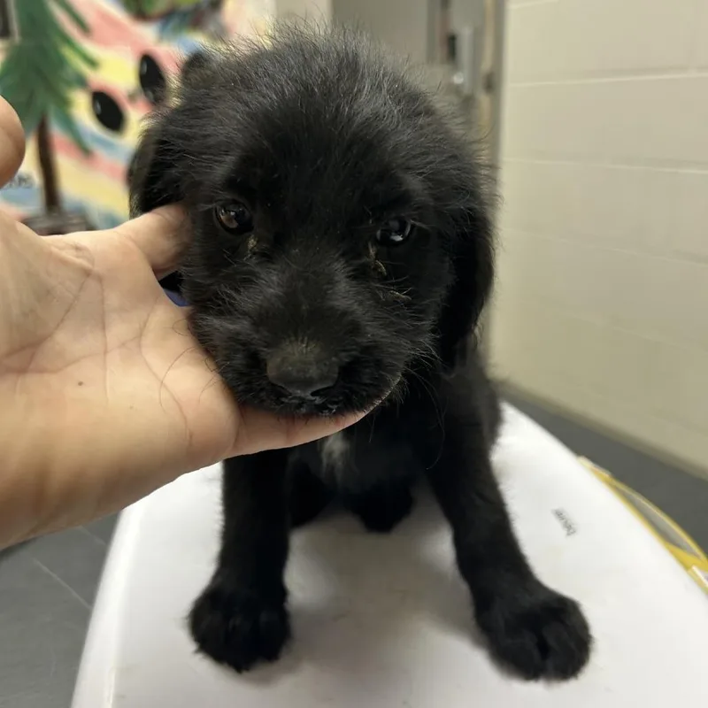 A baby small-sized female Black Wire Fox Terrier dog named Freedom for adoption in Lufkin, TX