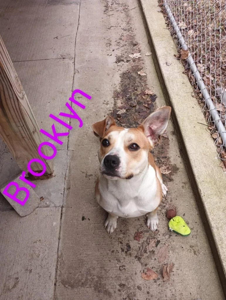 Brooklyn thumbnail 2