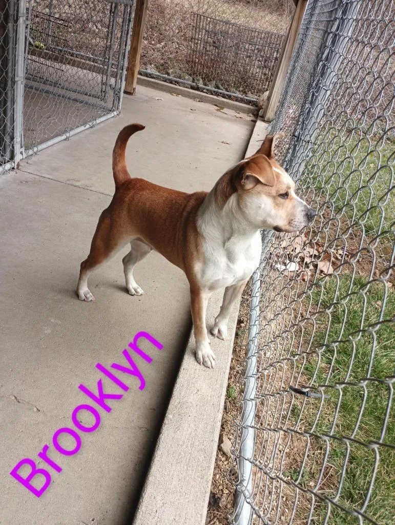 Brooklyn thumbnail 4