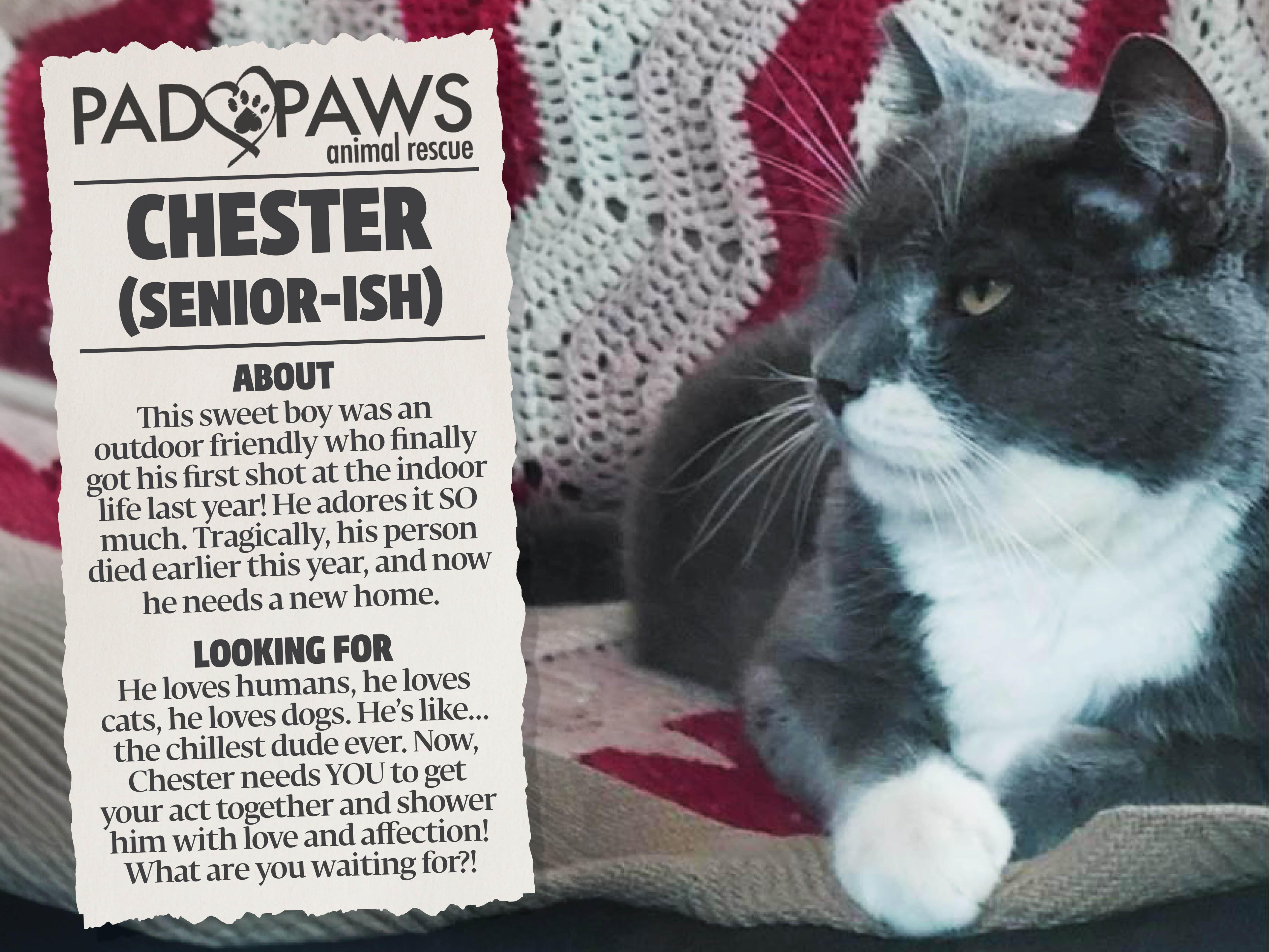 A senior large-sized male Gray & White Domestic Short Hair cat named Chester for adoption in Jersey City, NJ