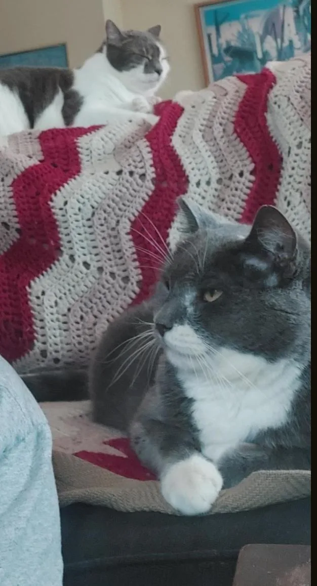 Chester thumbnail 2