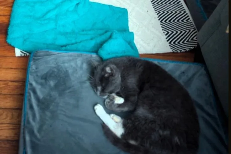 Chester thumbnail 5