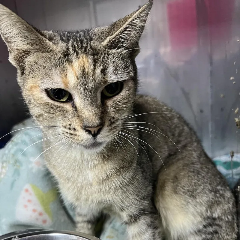 A young medium-sized female Domestic Short Hair cat named Hawkeye for adoption in Marble, NC