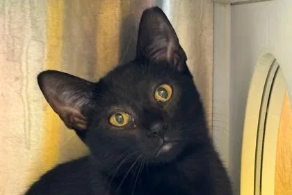 Kumquat