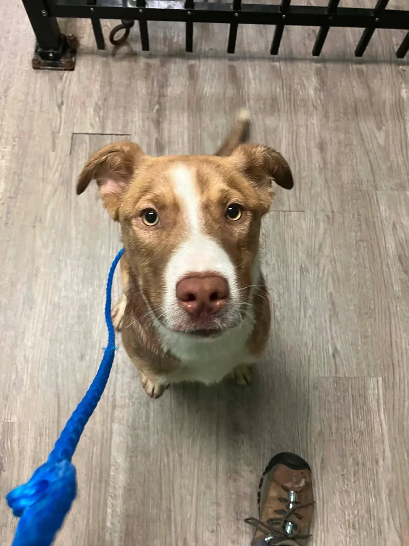 A young medium-sized male Brown / Chocolate Australian Shepherd dog named Malachi for adoption in Wantagh, NY