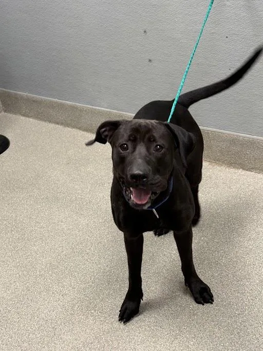 A young large-sized female Pit Bull Terrier dog named Sweetums for adoption in Las Vegas, NV