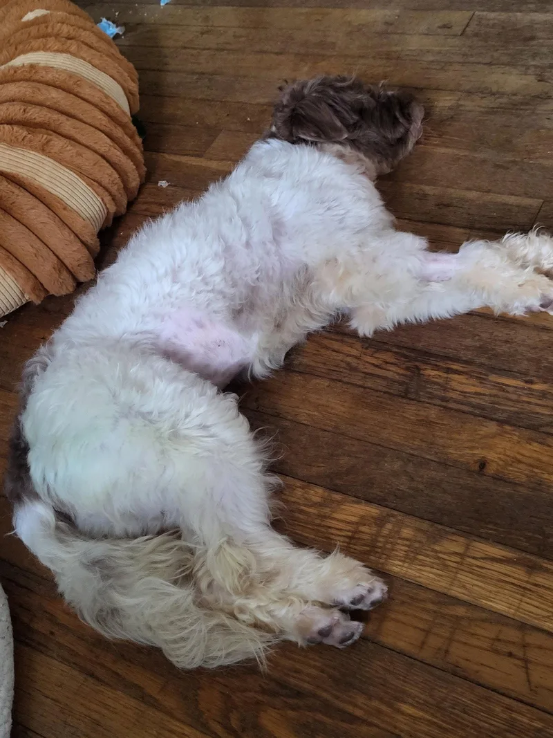 Cannoli