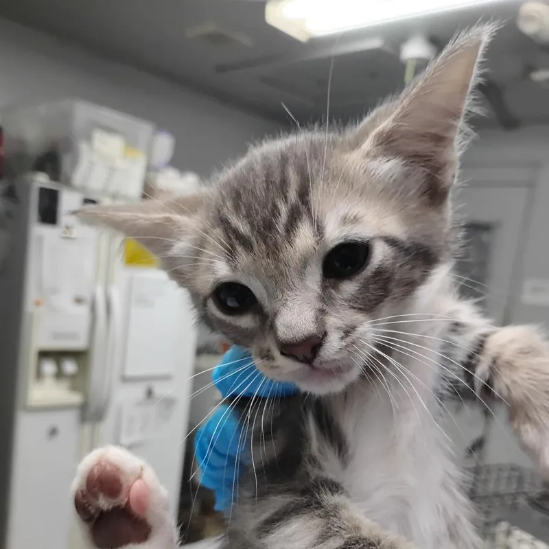 A baby small-sized male Gray / Blue / Silver Domestic Short Hair cat named Ballad for adoption in Summerville, SC