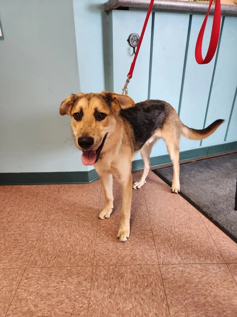 A young medium-sized male Mixed Breed dog named Whylie for adoption in Wabash, IN