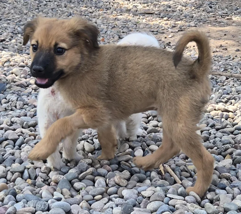 A baby small-sized female Brown / Chocolate Shetland Sheepdog / Sheltie dog named Riley for adoption in Peralta, NM