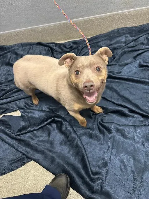 An adult small-sized male Chihuahua dog named Levi for adoption in Las Vegas, NV