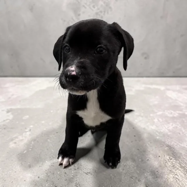 A baby medium-sized male Black Labrador Retriever dog named Oakley for adoption in Williston, VT