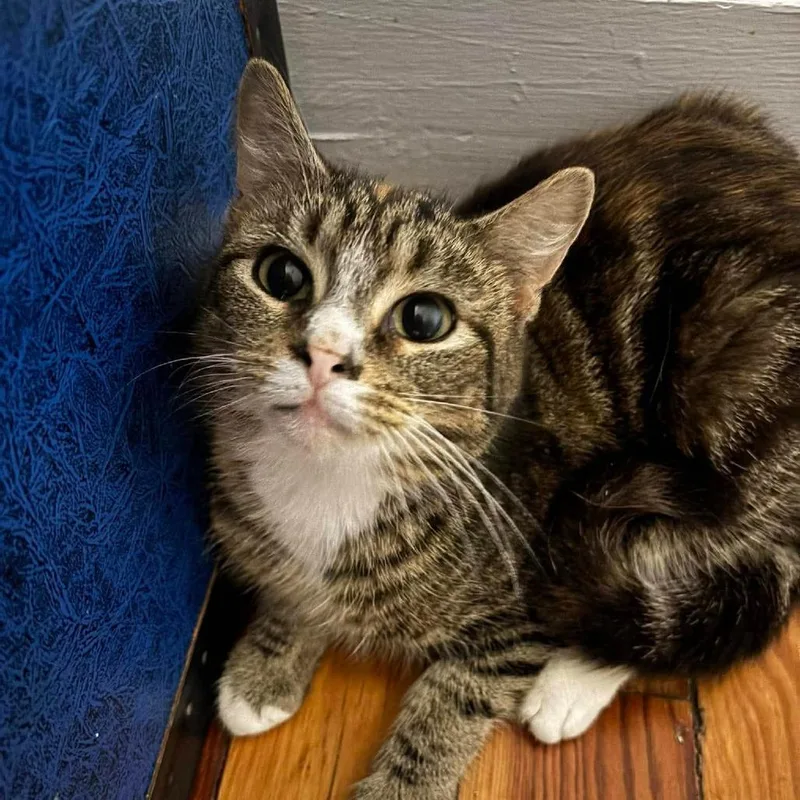 An adult small-sized female Black Domestic Short Hair cat named Mel for adoption in Winchester, VA